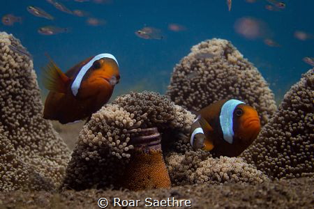 Guardin their eggs on a bottle... Olympus PM1 Inon S2000 by Roar Saethre 