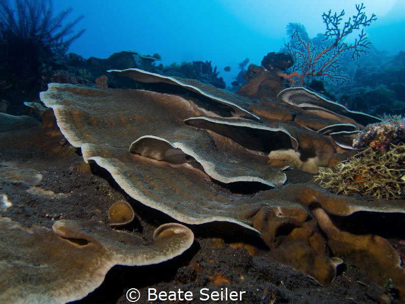 Alam Batu housereef in the morning by Beate Seiler 