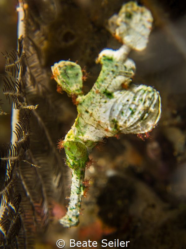 Pregnant Halimeda Ghost Pipefish by Beate Seiler 