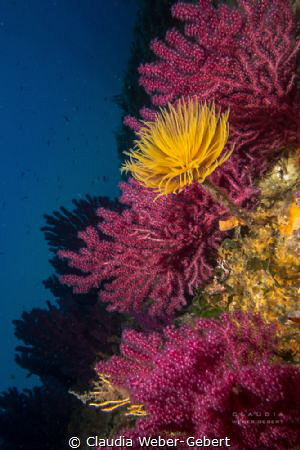 mediterranean reef life by Claudia Weber-Gebert 