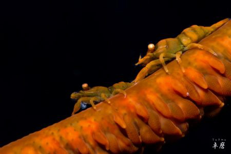 Zanzibar whip coral shrimps by Takma Lherminier 