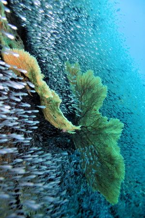 Love the coral life in Thailand. by Glenn Poulain 