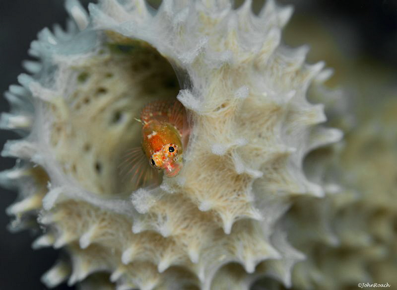 Starksia hassi  Ringed Blenny at 1000 steps. Bonaire NA
... by John Roach 