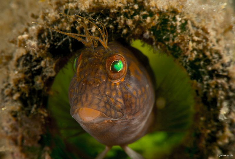 Parablennius marmoreus   Seaweed Blenny at the Blue Heron... by John Roach 