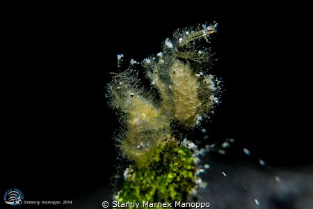 Hairy shrimp taken with canon G16 with macro wet lens 
 by Stanny Marnex Manoppo 