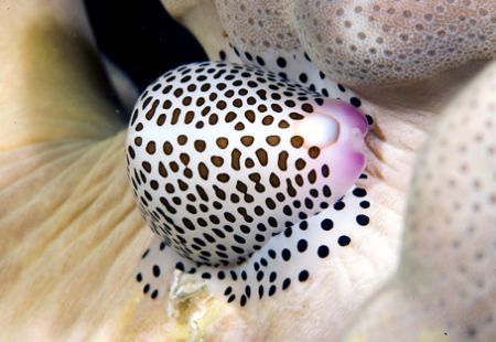 Nikon D100 , 105 macro, two strobo no-ttl. The Shell, Phi... by Marchione Giacomo 