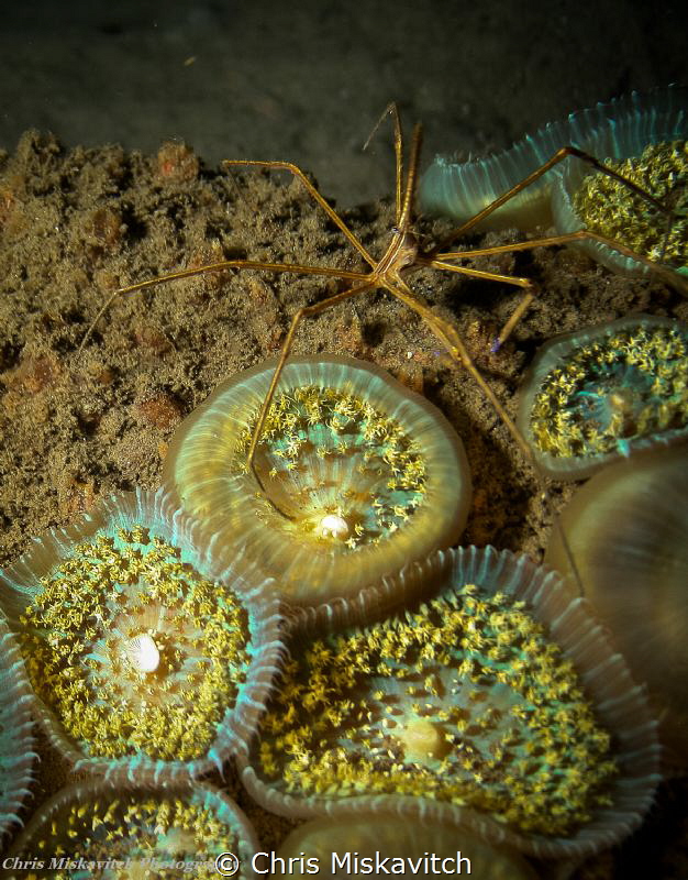 Arrow crab on night dive by Chris Miskavitch 
