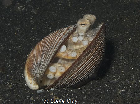 Coconut octopus by Steve Clay 