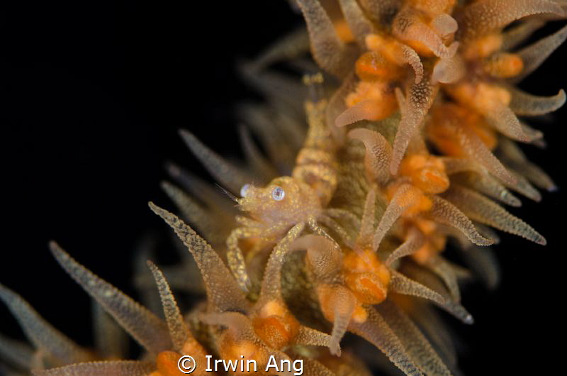 S L I D E 
Whip coral shrimp (Dasycaris zanzibarica)
An... by Irwin Ang 