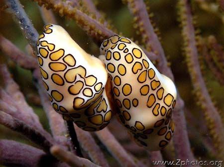 Flamingo Tongue Love by Zaid Fadul 