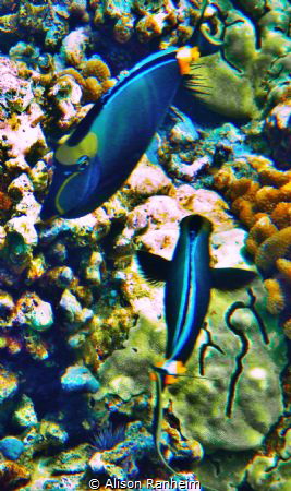Orange Spined Tang by Alison Ranheim 