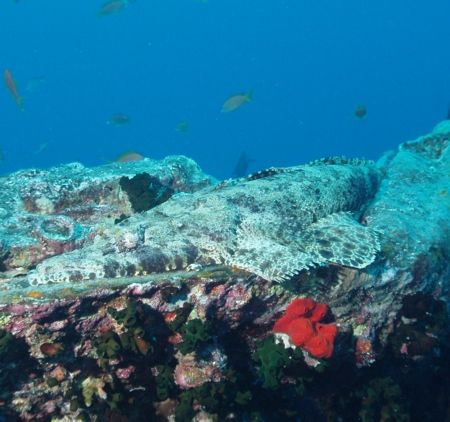 Crocodile fish taken with Olympus C60 and epoque strobe. by Nikki Van Veelen 