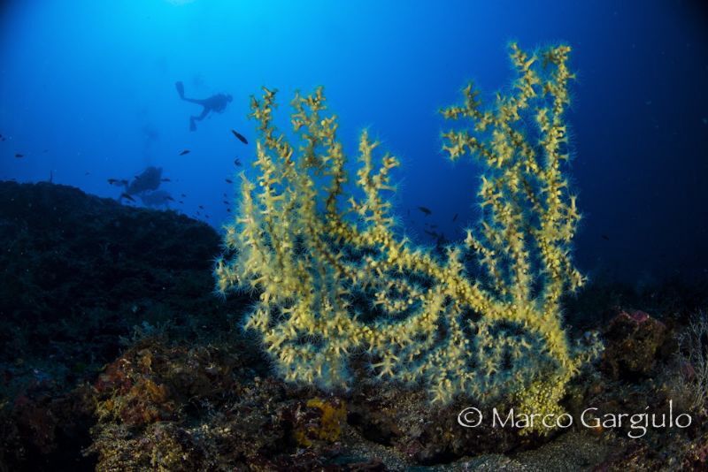 Savalia savaglia @ Scoglio del Vervece by Marco Gargiulo 