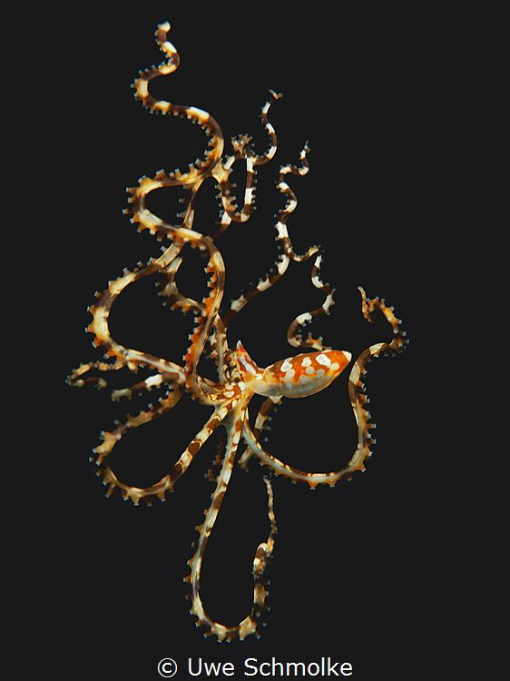 Wonderpus swimming by Uwe Schmolke 