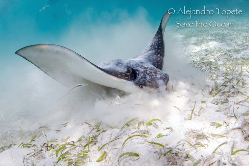 Eagle Ray on the sand, Akumal Mexico by Alejandro Topete 