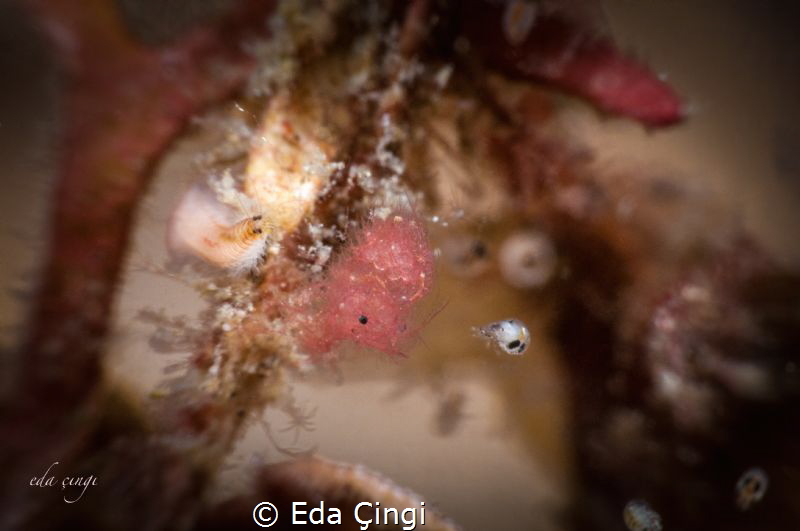 three musketeers ; polychaete epitokes , hairy shrimp and... by Eda Çıngı 