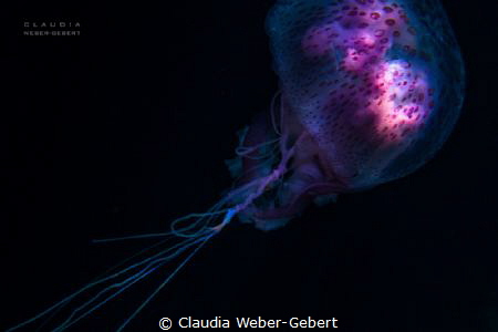 glowing in the dark
 by Claudia Weber-Gebert 
