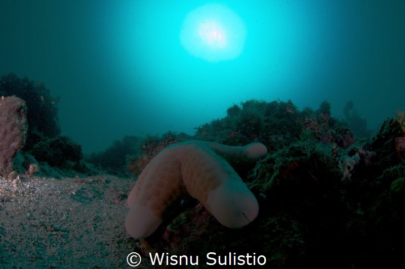 Loneliness by Wisnu Sulistio 