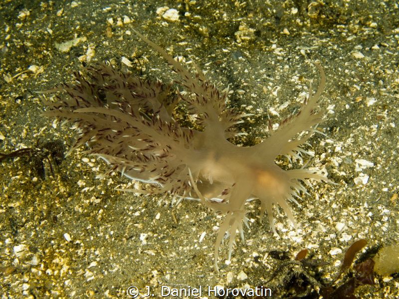 Giant red dendronotid on the move by J. Daniel Horovatin 