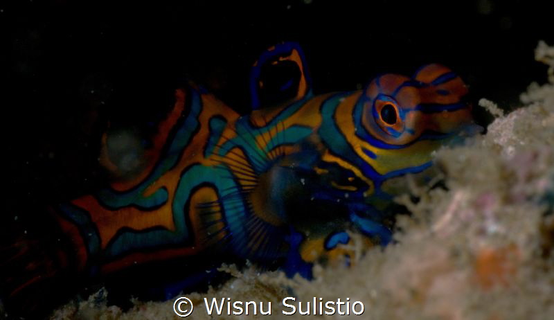 Mandarin Portarit by Wisnu Sulistio 