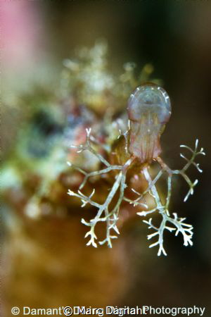 What a Beard! On a dive in the Philippines we found an am... by Marc Damant 