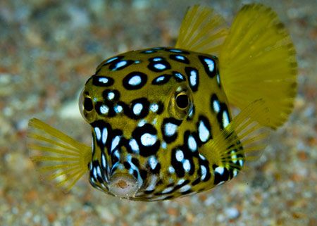 Yellow Box Fish. Nikon D70, 105 lens. by Jane Morgan 