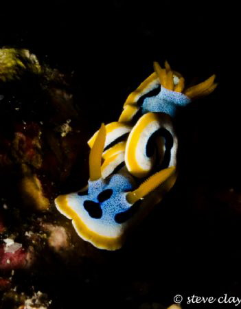 Chromodoris Annae by Steve Clay 