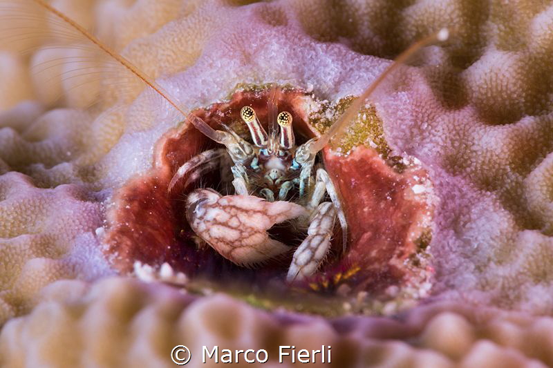 Coral Hermit Crab
5760x3840 no crop by Marco Fierli 