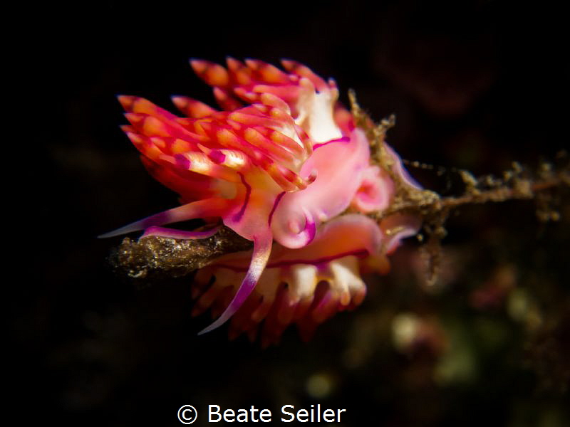 Pink Beauty by Beate Seiler 