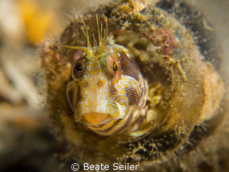 Living in a bottle by Beate Seiler 