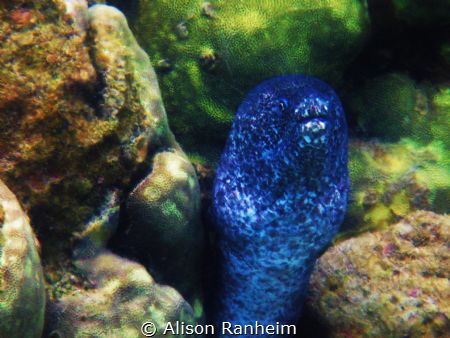 Can I help you? by Alison Ranheim 