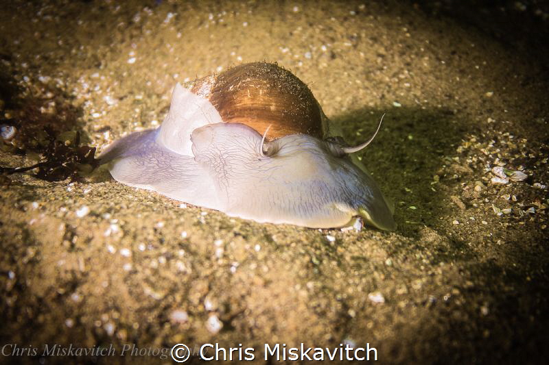 Moon Snail by Chris Miskavitch 