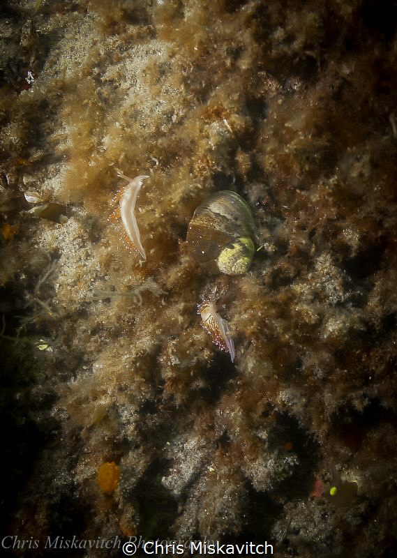 Picture of two Nudibrachs off Massachusetts....I found th... by Chris Miskavitch 