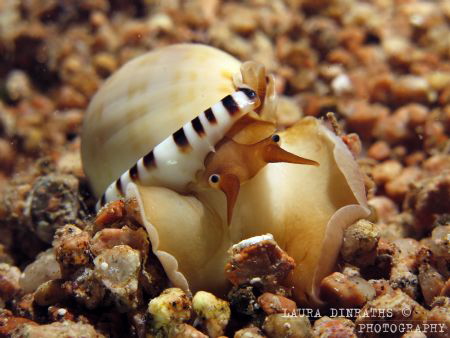 Heavy bonnet helmet shell (mollusk, Casmaria ponderosa) by Laura Dinraths 