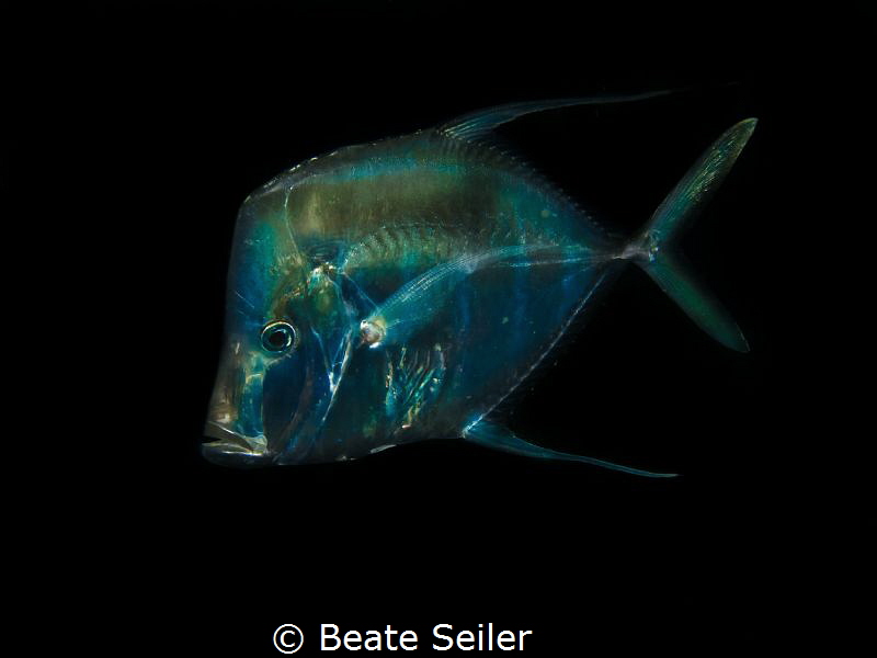 Lookdown at the Jetties by Beate Seiler 