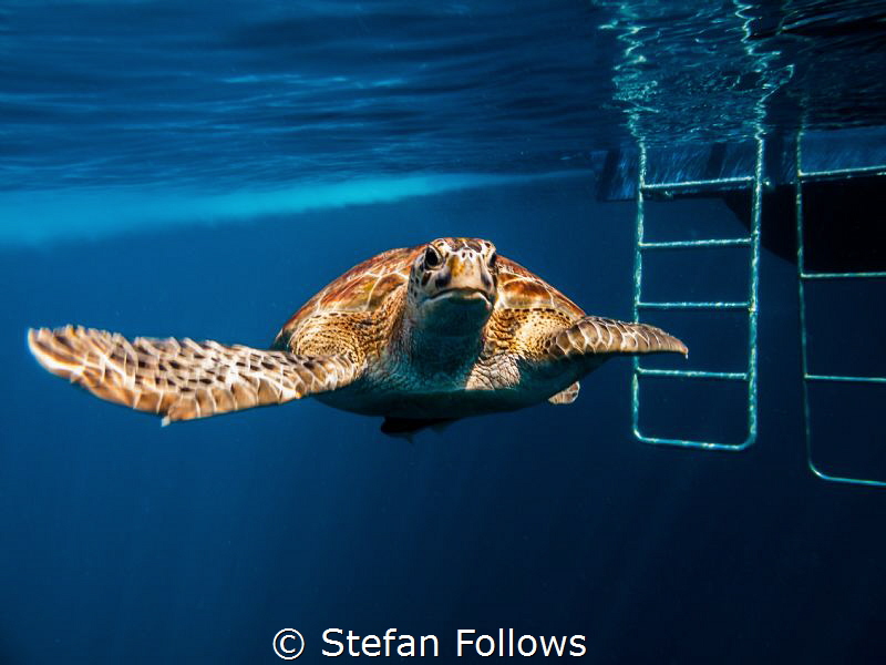 Anytime you see a turtle up on top of a fence post, you k... by Stefan Follows 