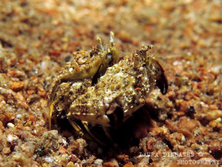 Mating boxing crabs by Laura Dinraths 