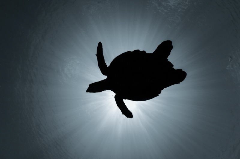 The soaring turtle.
Happy World Turtle Day! Let them live! by Dmitry Starostenkov 