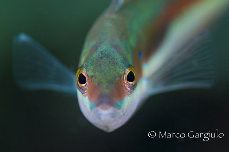 Face to face by Marco Gargiulo 