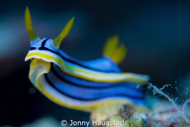Nudi Mania! by Jonny Haugstad 