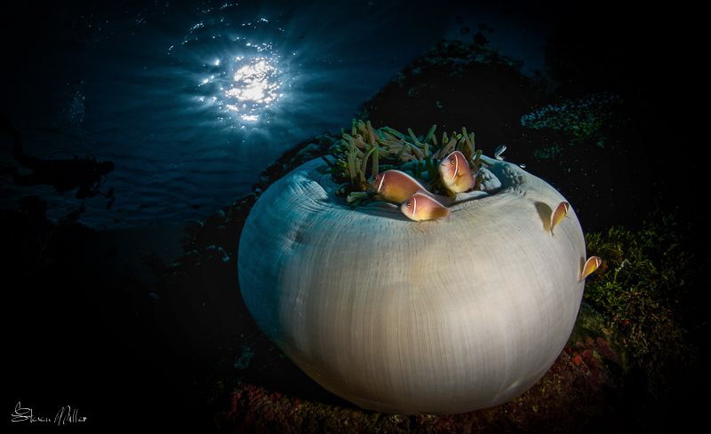 Hard light by Steven Miller 