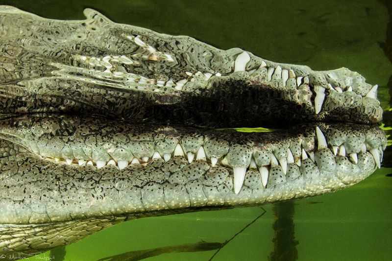 american croc by Mathieu Foulquié 