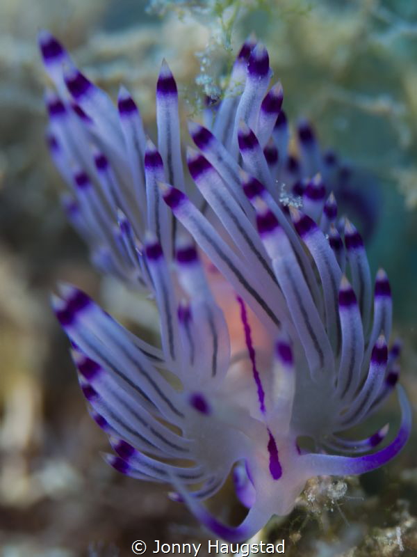 Nudimania! by Jonny Haugstad 