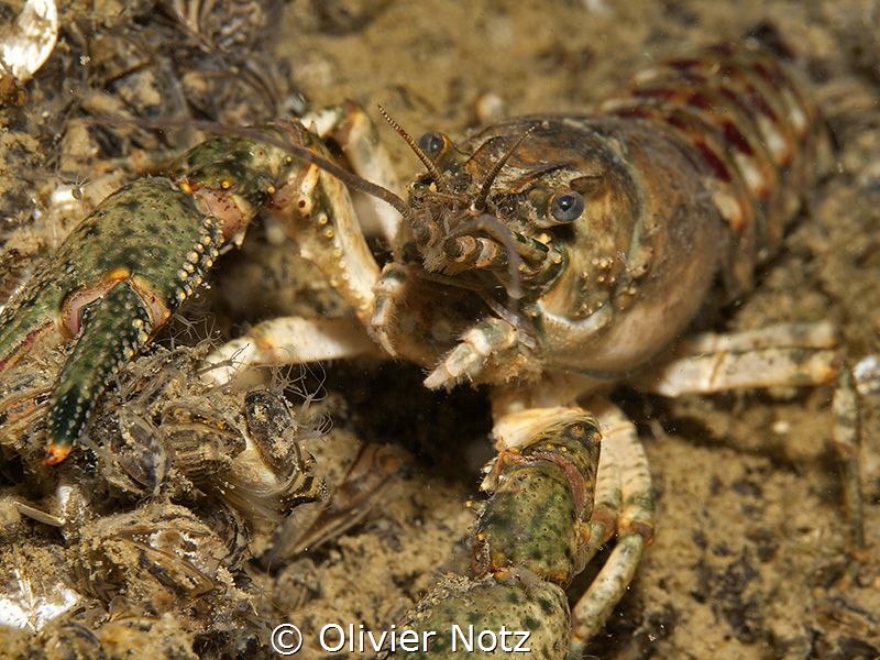 Crayfish in the lake of Zoug.
Orconectes limosus, Easter... by Olivier Notz 