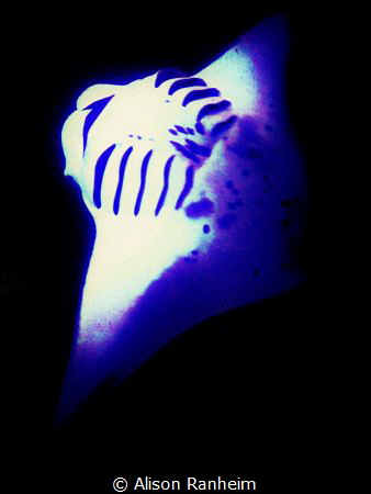 Manta at night by Alison Ranheim 