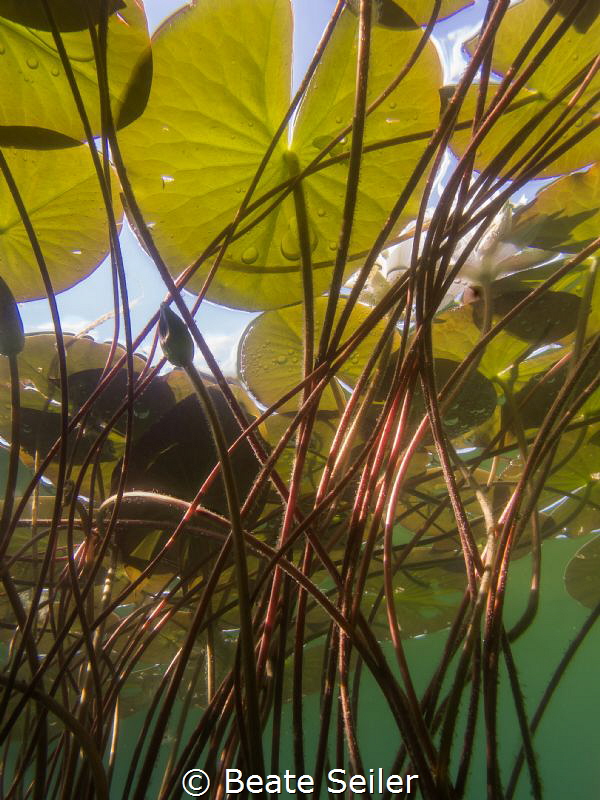 Shade in the sunlight by Beate Seiler 