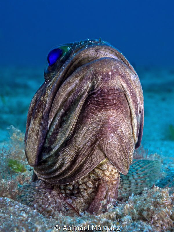 Banded Jawfish by Abimael Márquez 