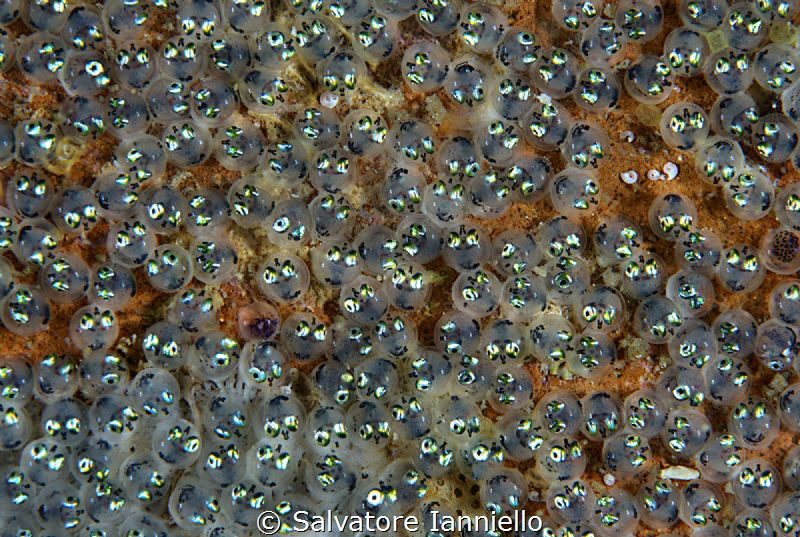 New eyes look the sea by Salvatore Ianniello 