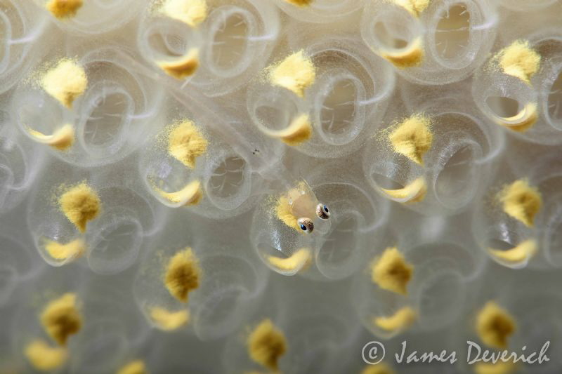 Where lemon cello monkeys dwell. by James Deverich 