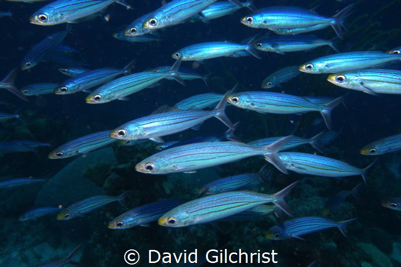Boga school in Curacao. by David Gilchrist 